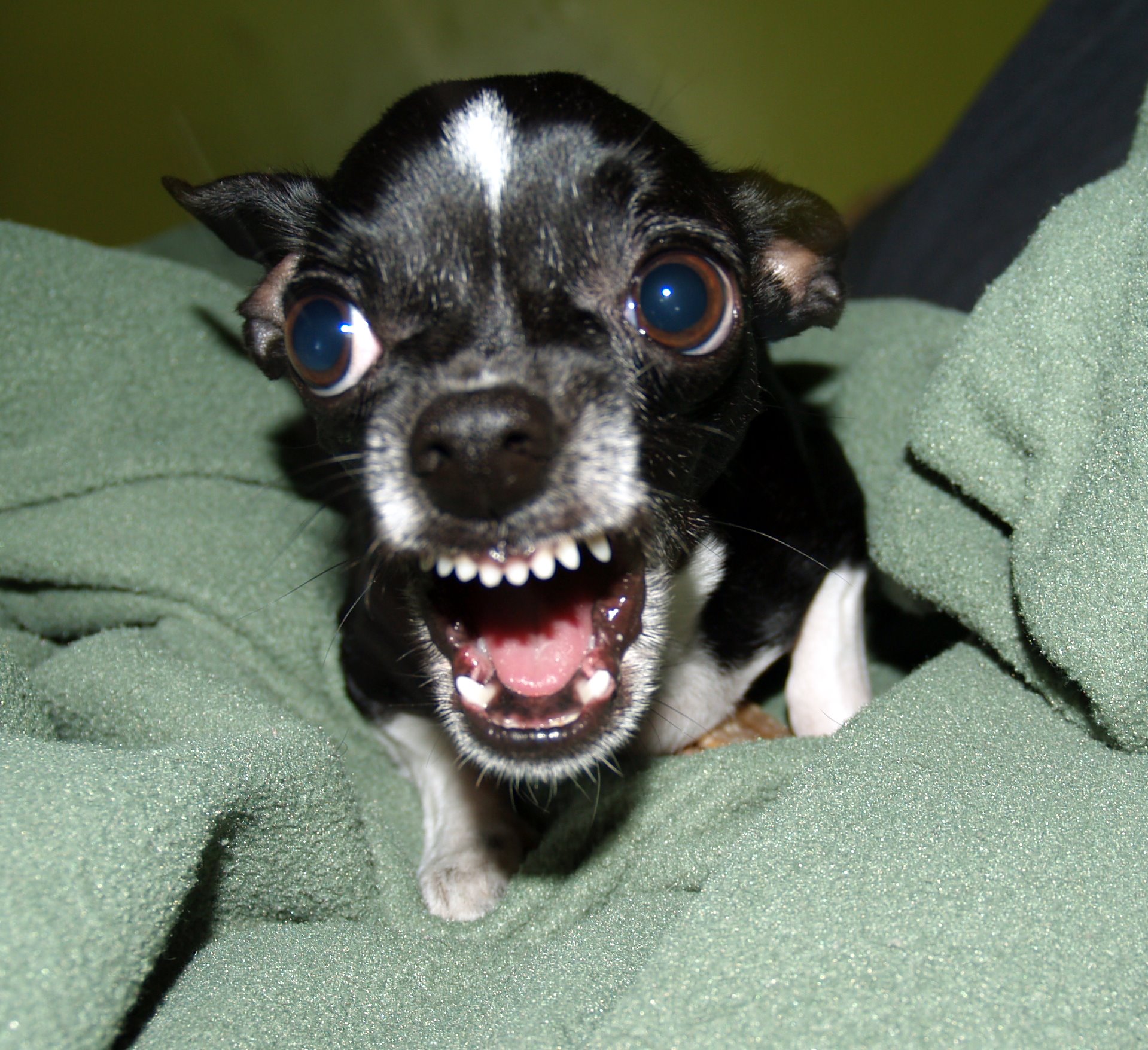 Chihuahua enfadat