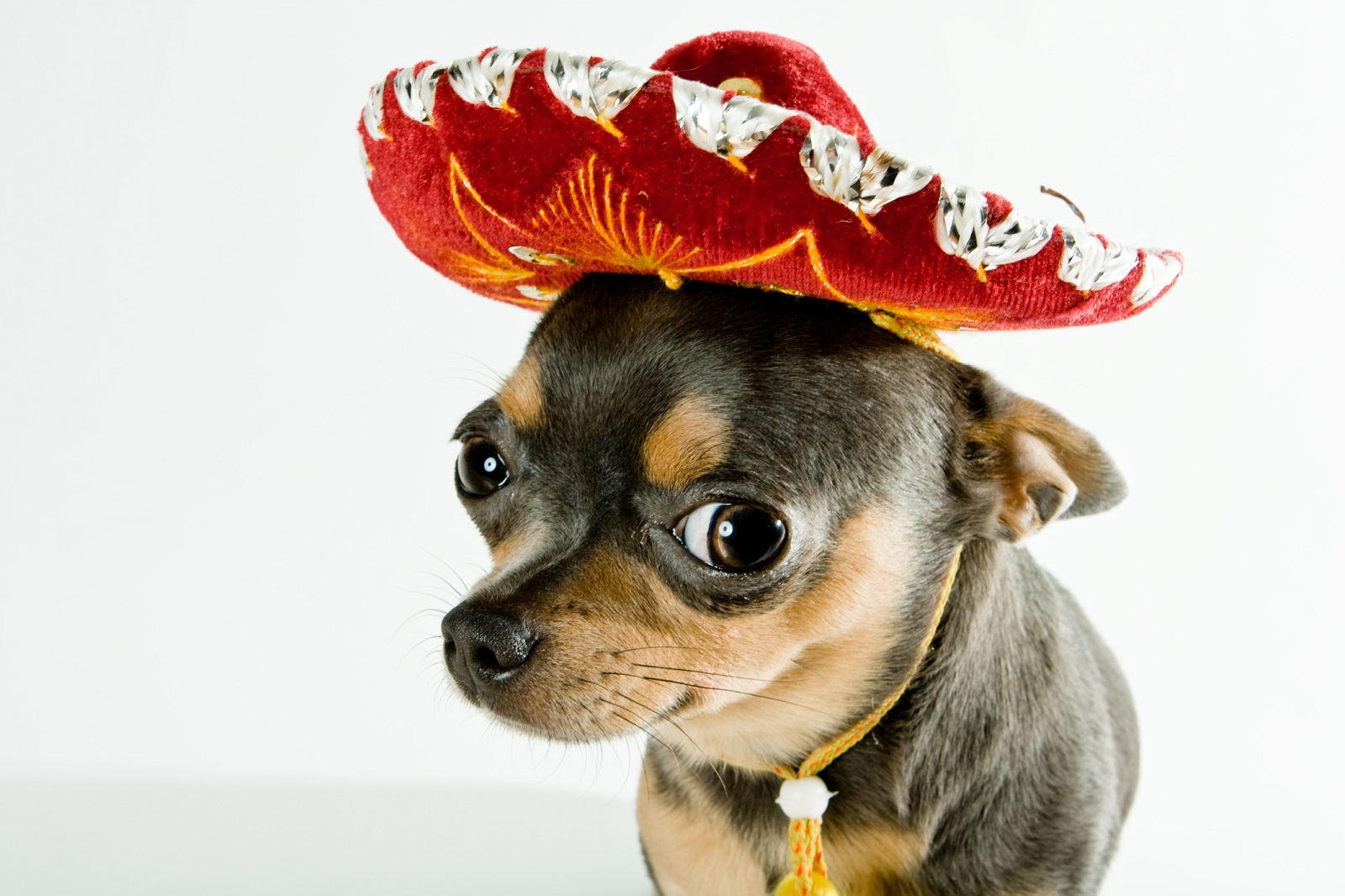 Chihuahua ing sambrero topi