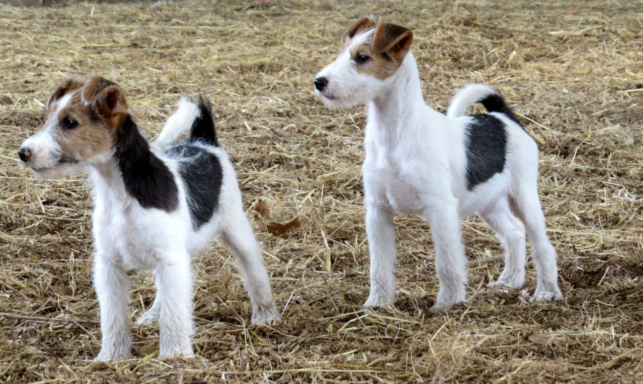 I-Young Fox Terriers