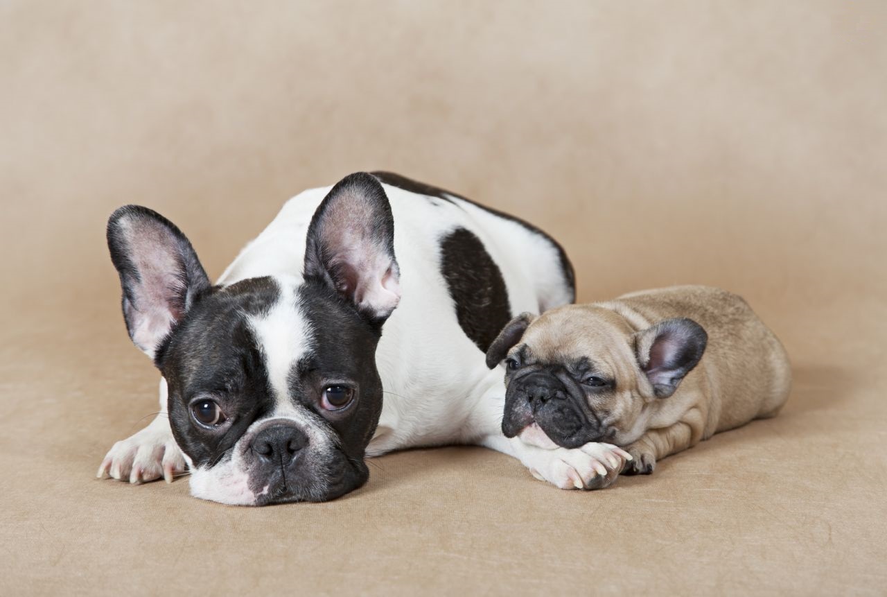 Photo of a French bulldog with a puppy