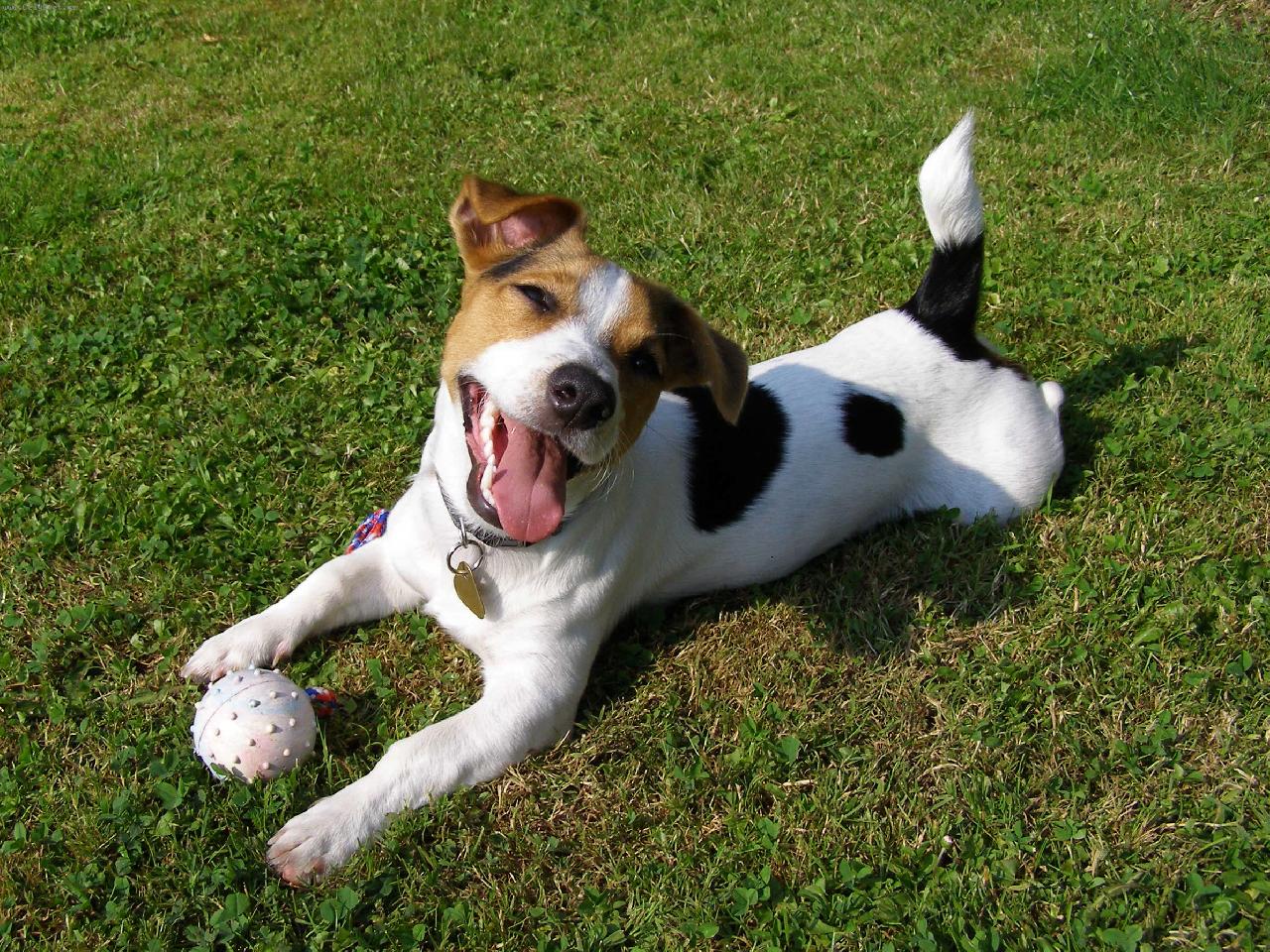 Φωτογραφία: Happy Jack Russell Terrier