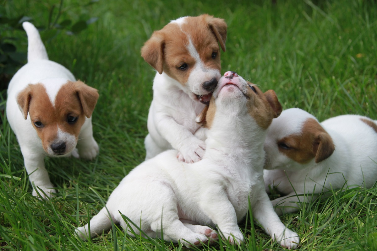 Jack Russell Terrier šuniukai