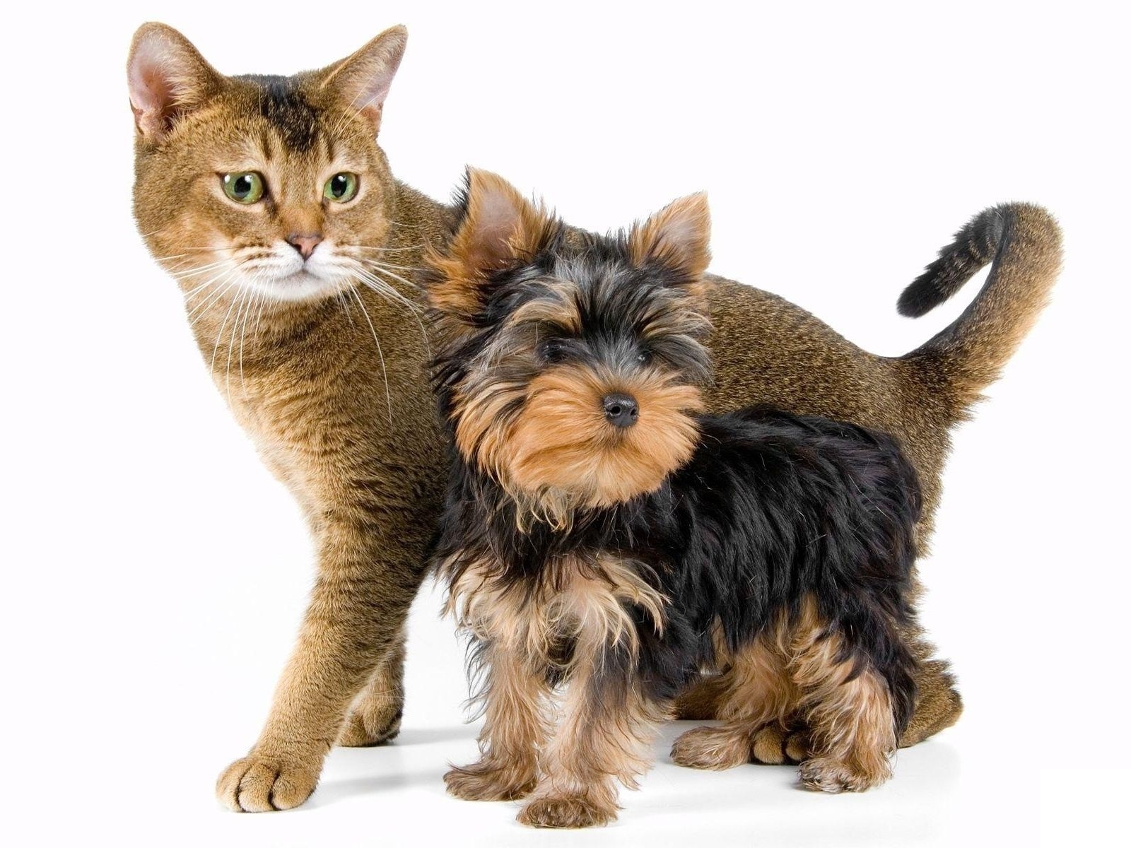 Yorkshire terrier and cat