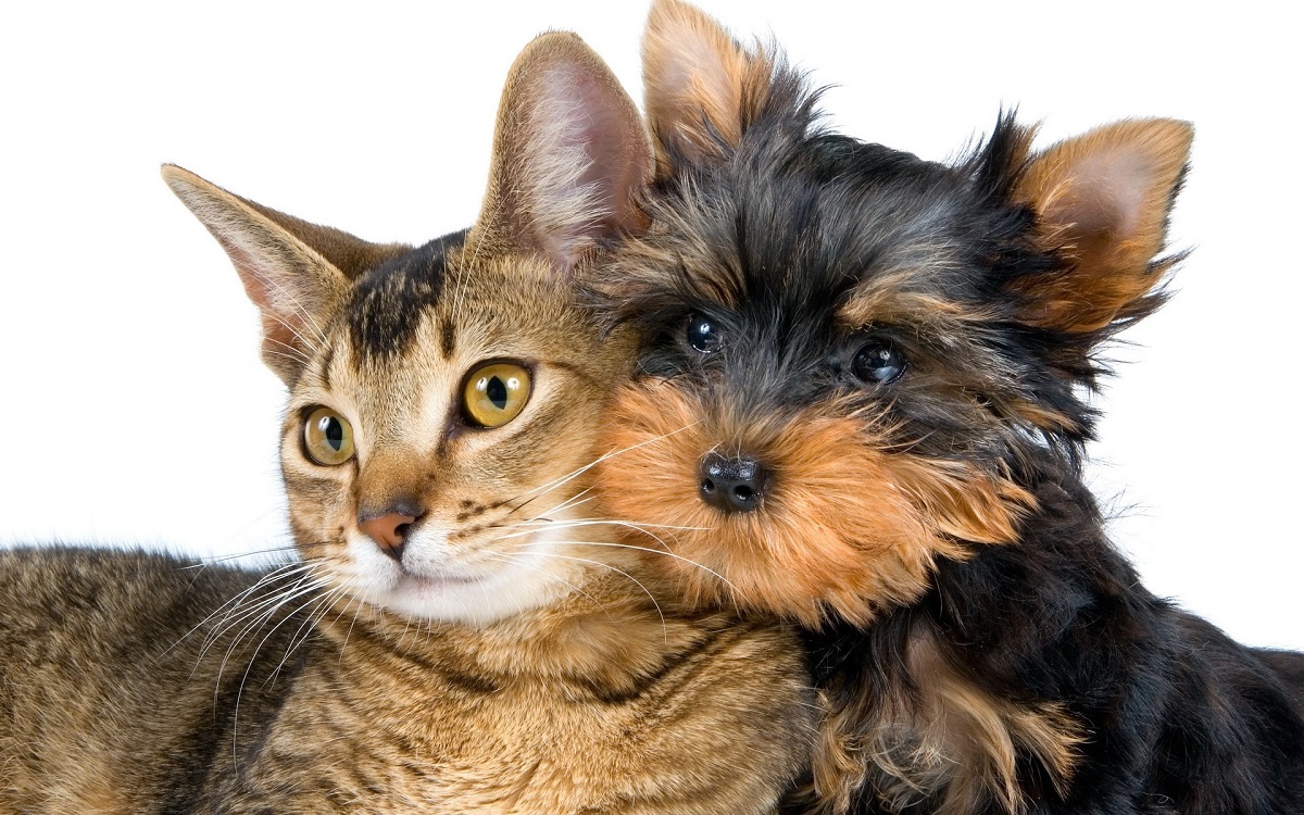 Photo: Yorkshire Terrier with a cat