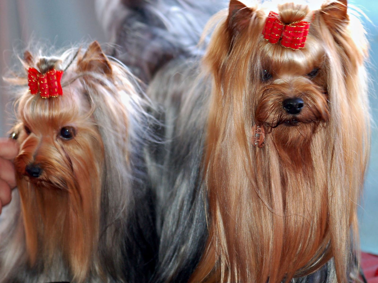 Couple of yorkshire terriers