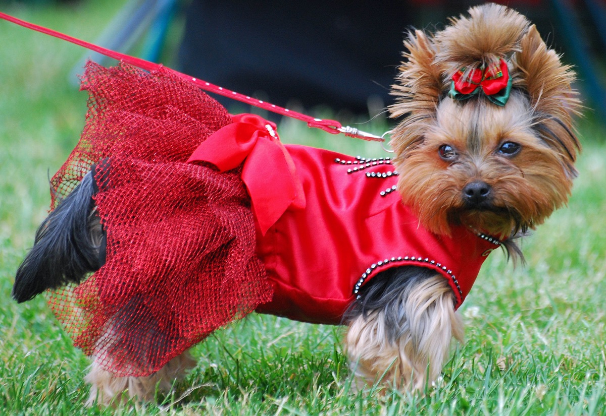 Yorkshire terrier in beautiful outfit