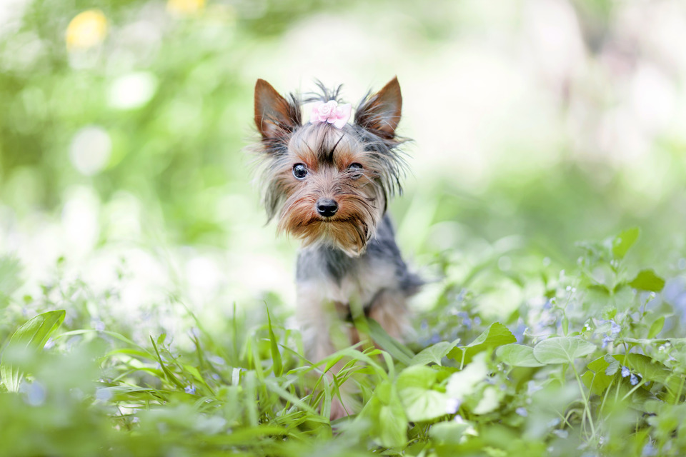 Photo of the Yorkshire Terrier