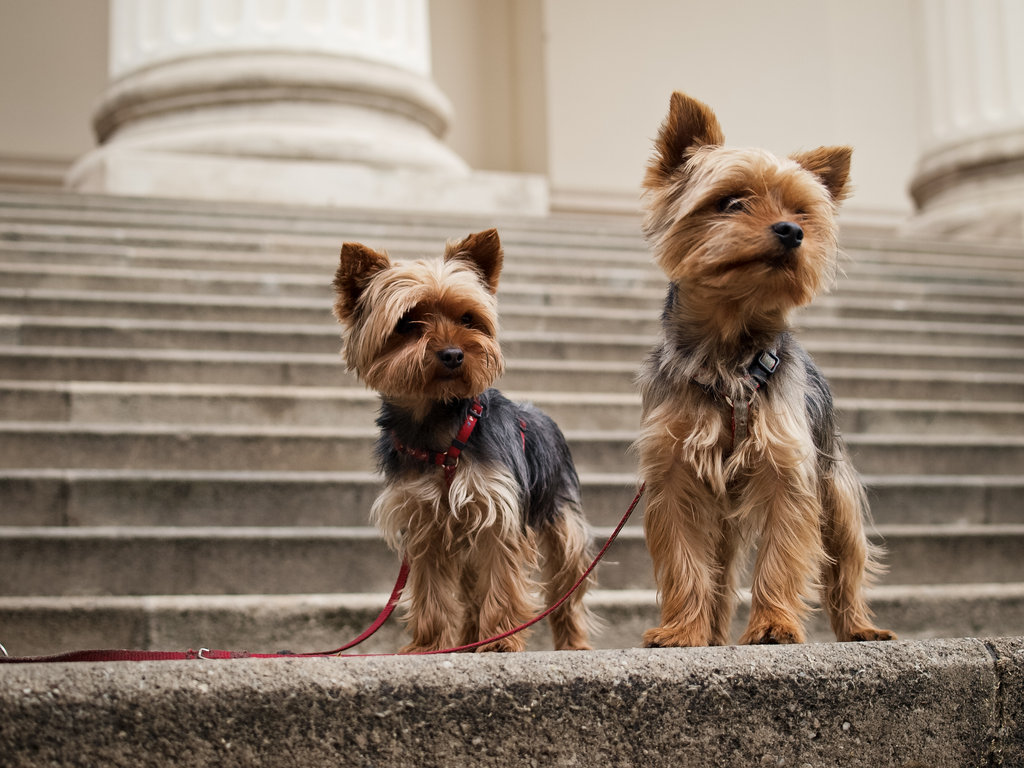 Photography of yorkshire terriers