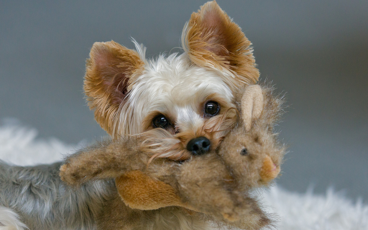 Yorkshire terrier with a toy