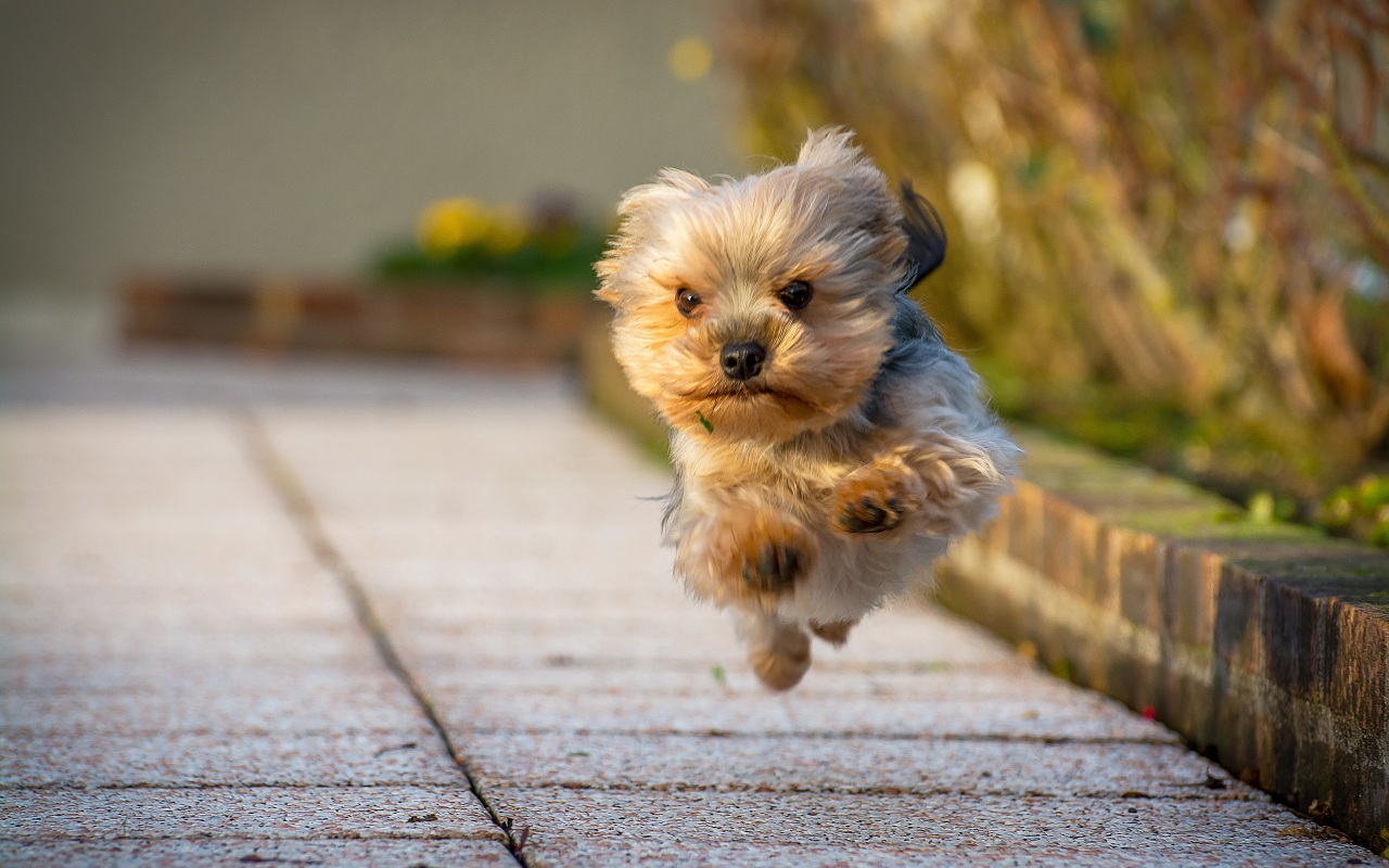 Yorkshire terrier in flight