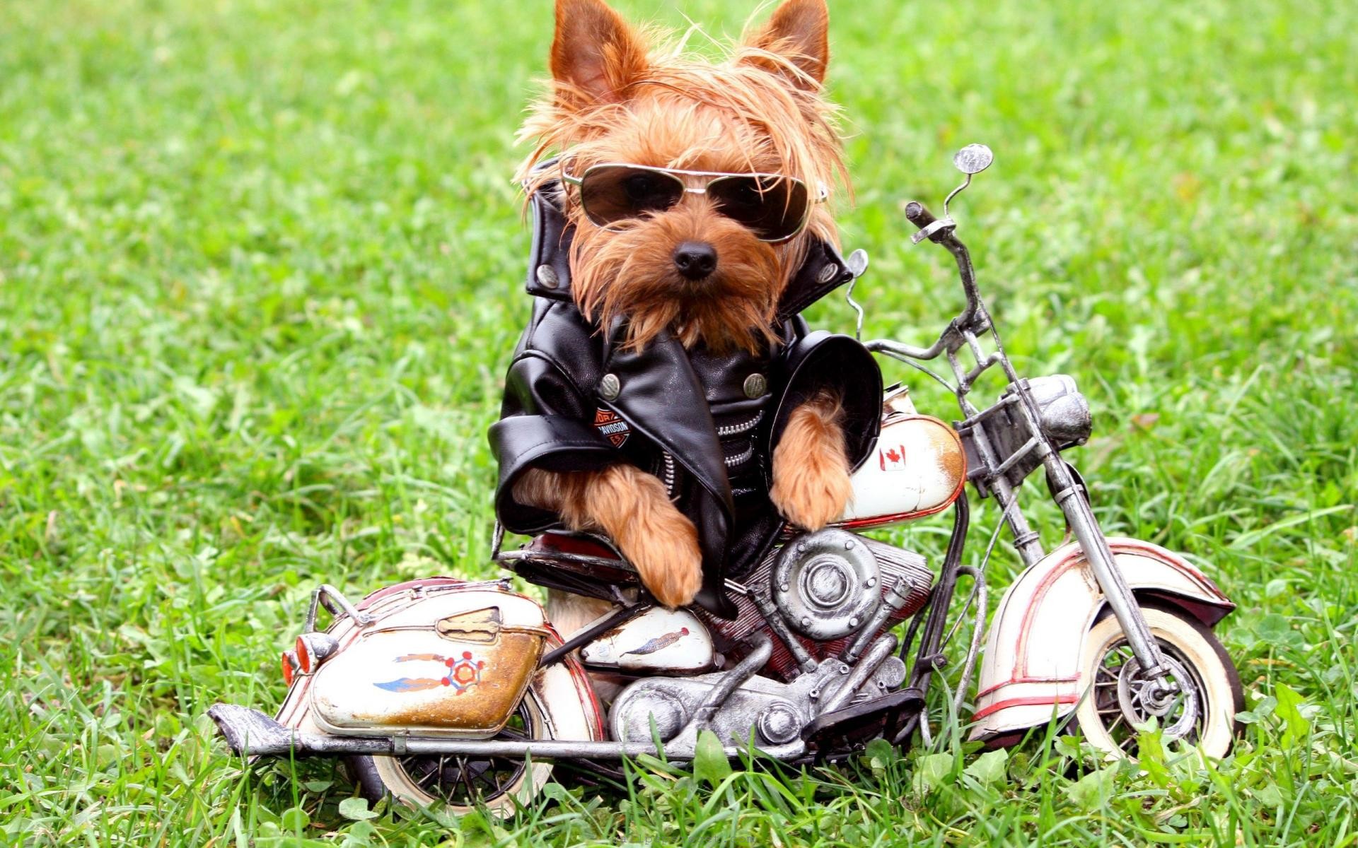 Yorkshire terrier biker