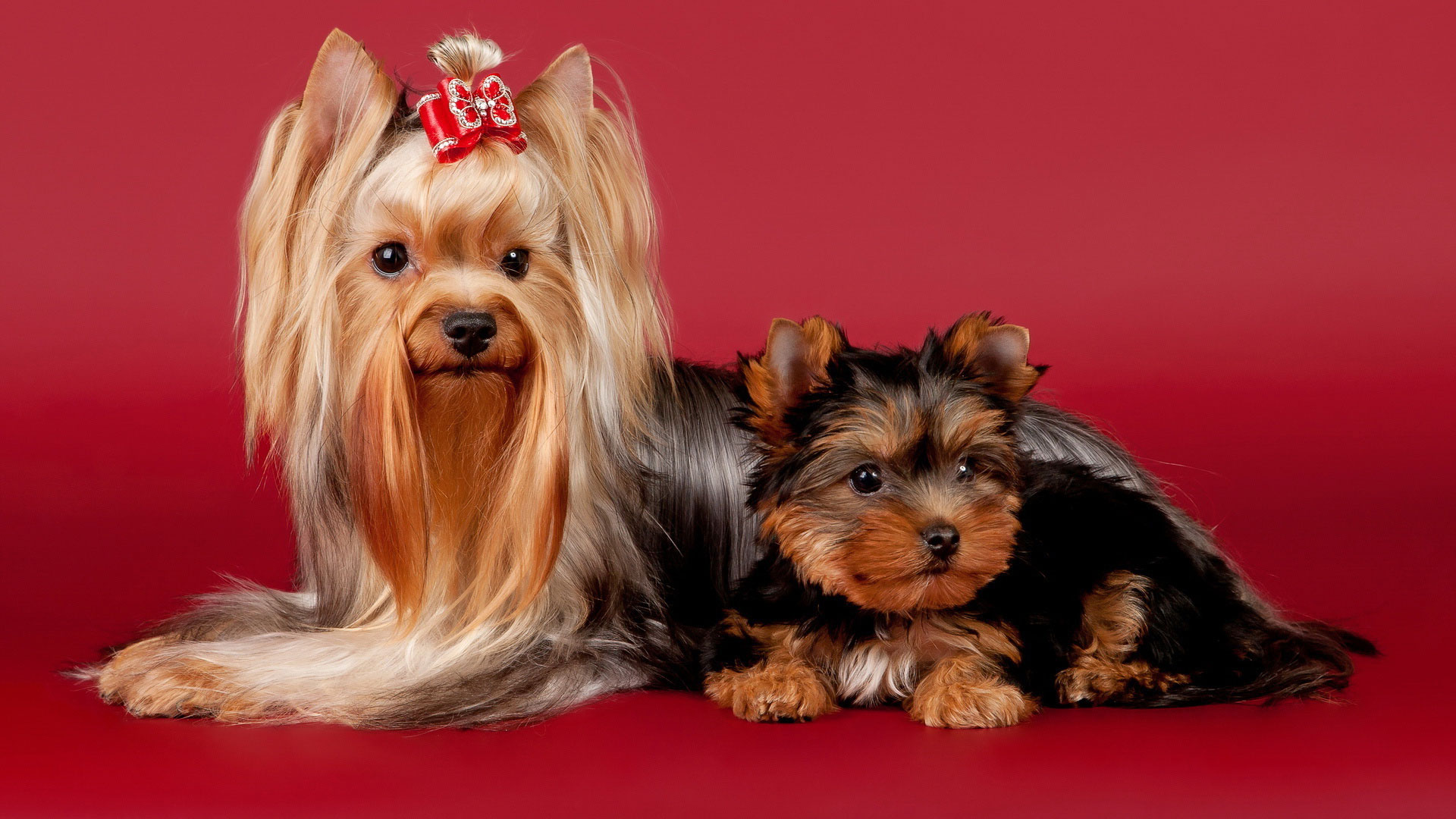 Yorkshire Terrier: a photo of an adult dog and a puppy