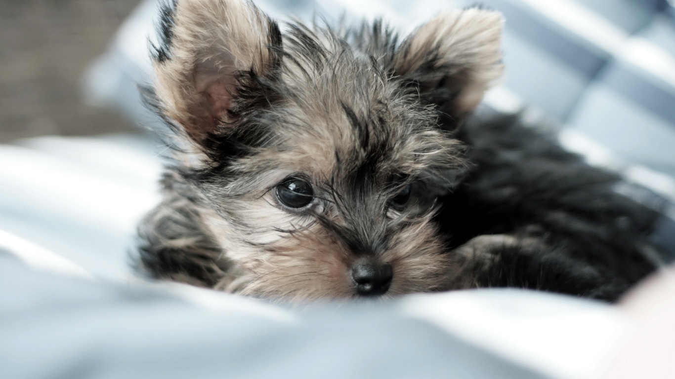 Yorkshire Terrier: puppy foto