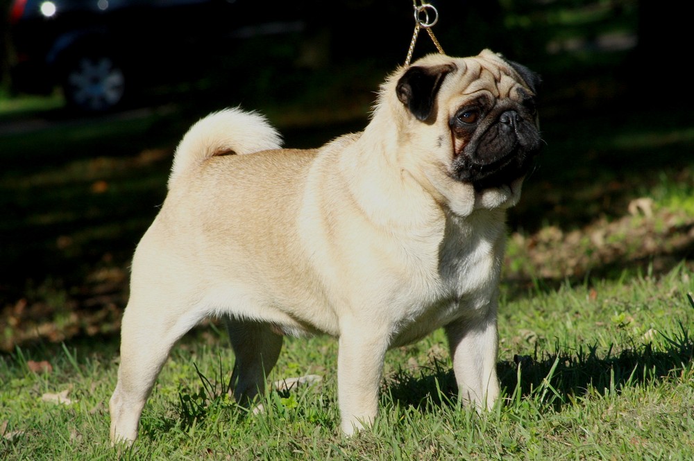 Fawn pug, the most common color
