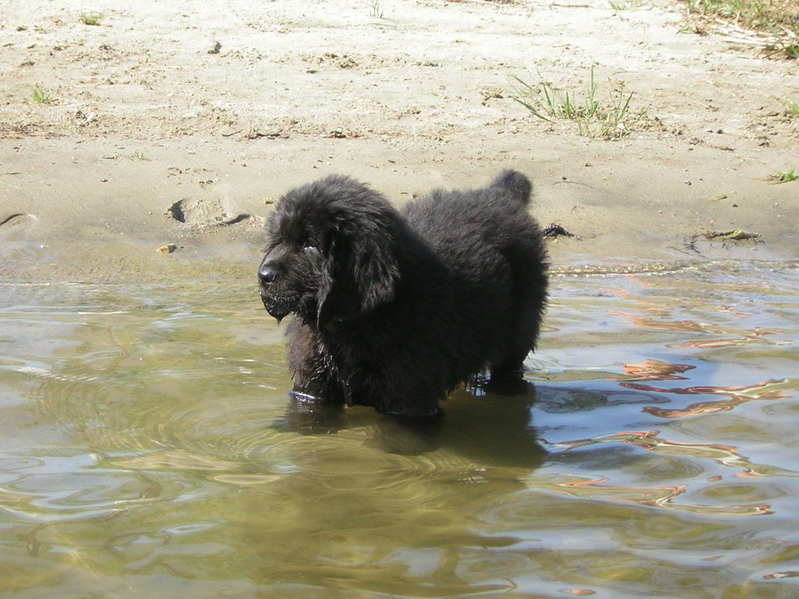 ลูกสุนัข Newfoundland ใกล้น้ำ