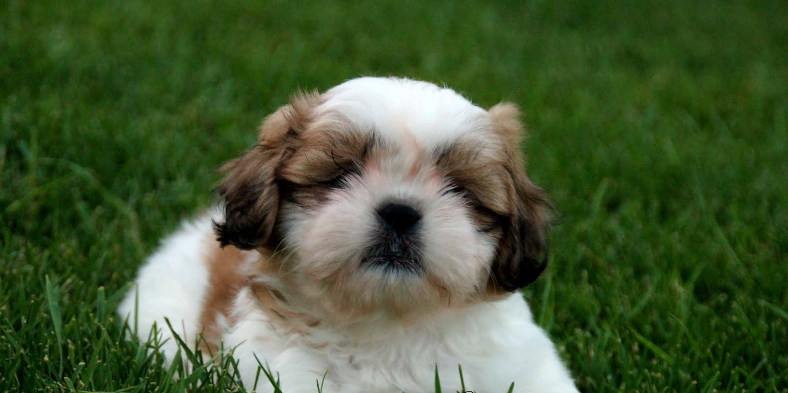 Ših Tzu šuniuko nuotrauka žolėje
