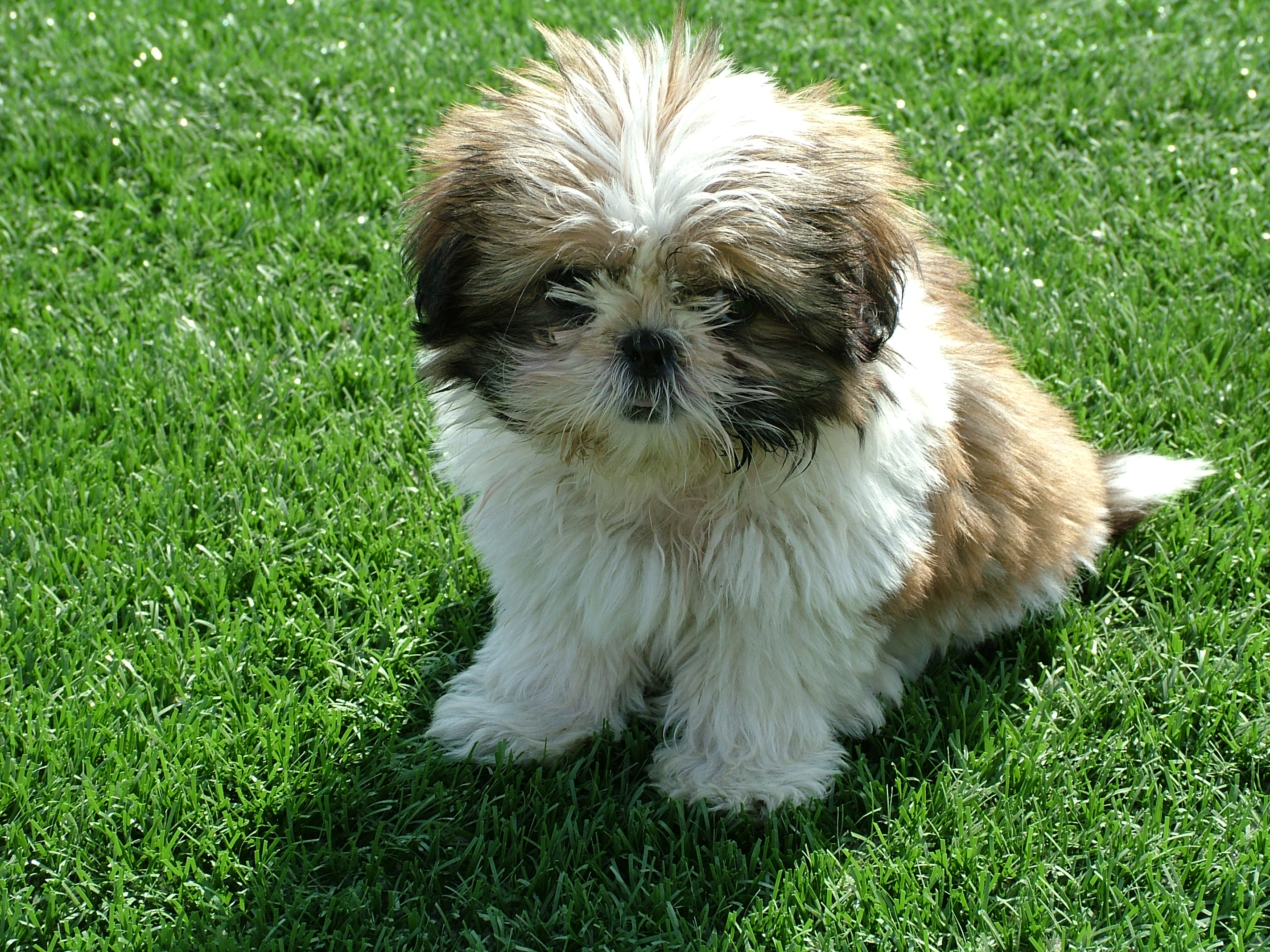 Foto van een Shih Tzu-puppy in het gras
