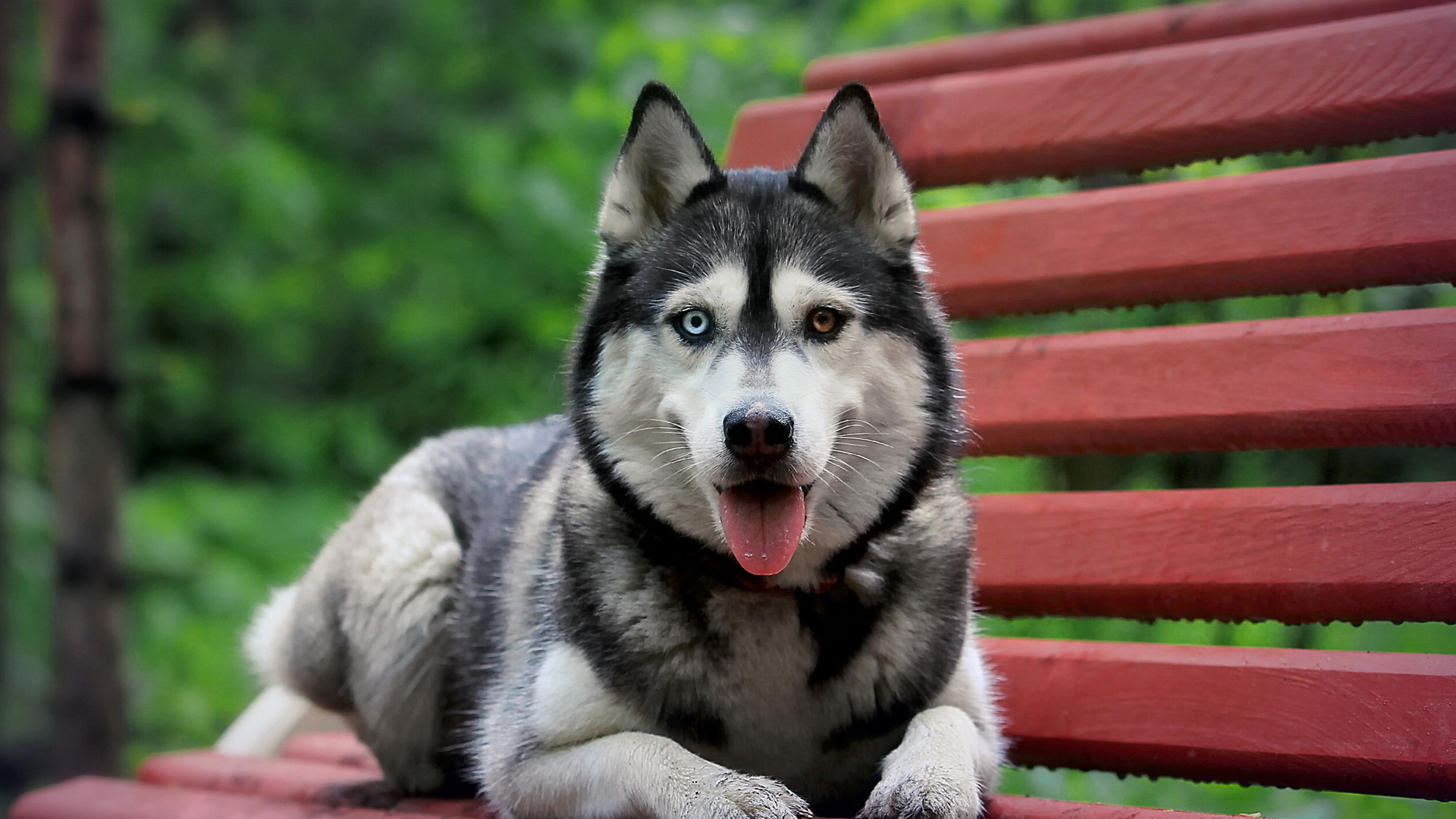 Siberian Husky with colorful eyes