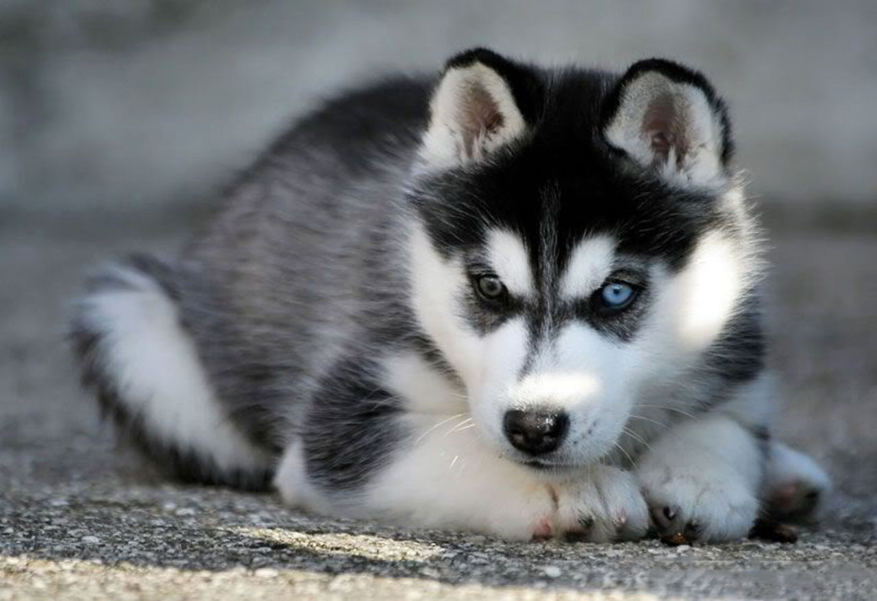 Chó con Siberian Husky với đôi mắt đầy màu sắc