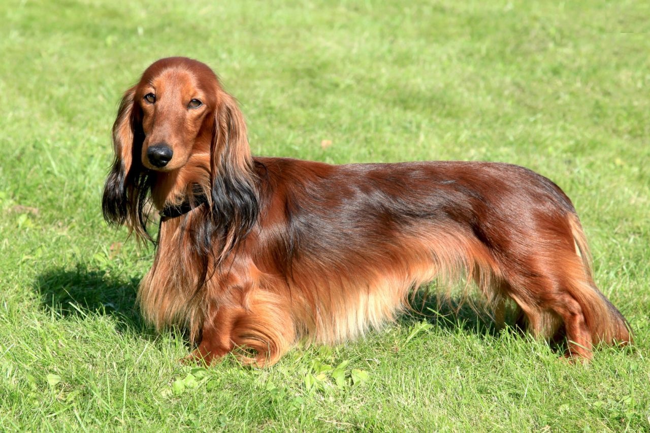 Long haired dachshund