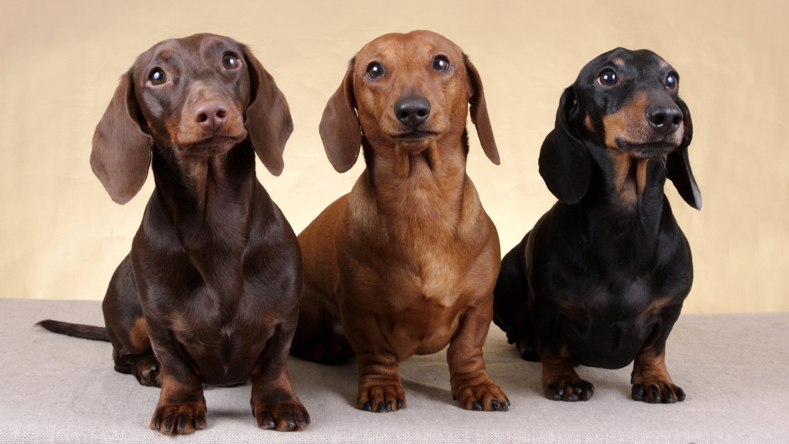 Dachshunds of different colors