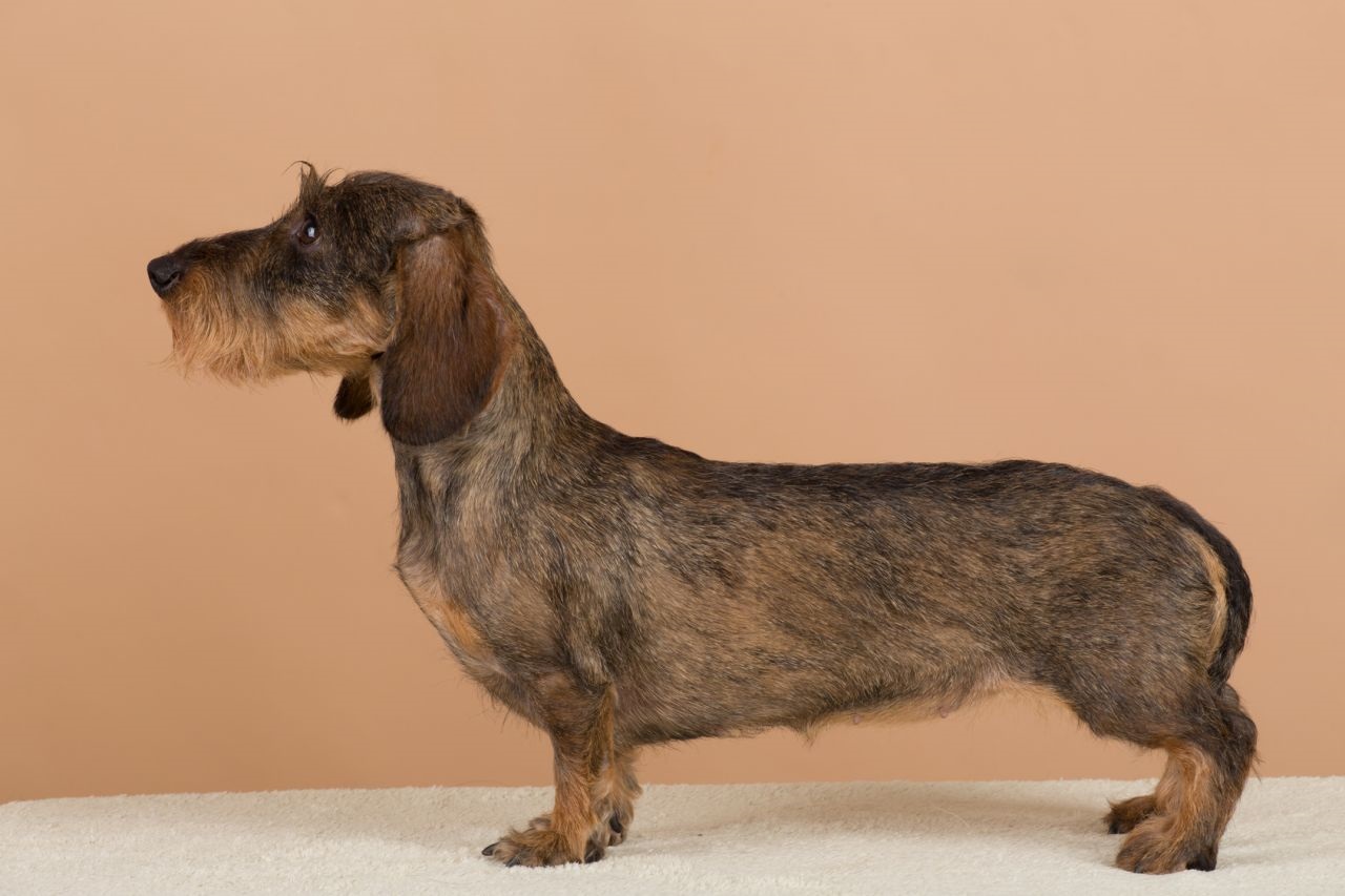Shepherd dachshund