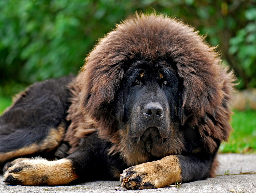 Tibetan mastiff