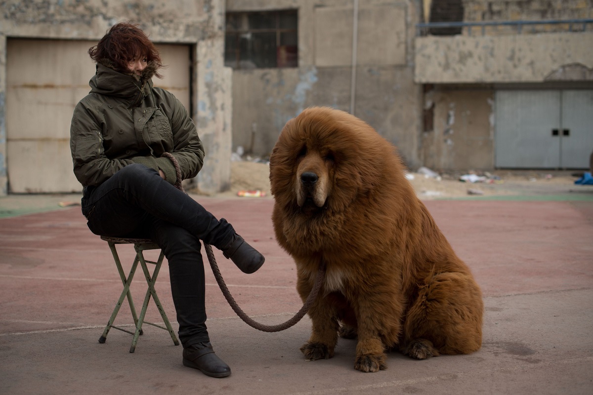 Tibetan Mastiff with mistress