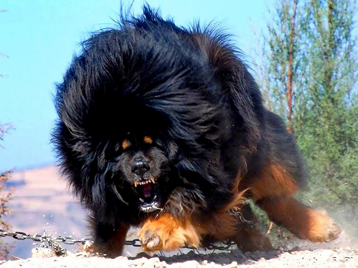 Tibetan Mastiff Furious