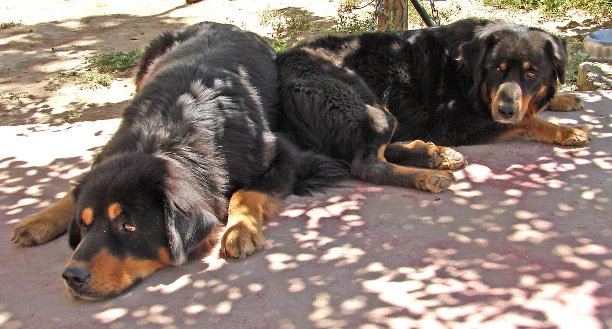 Shorn Tibetan Mastiffs