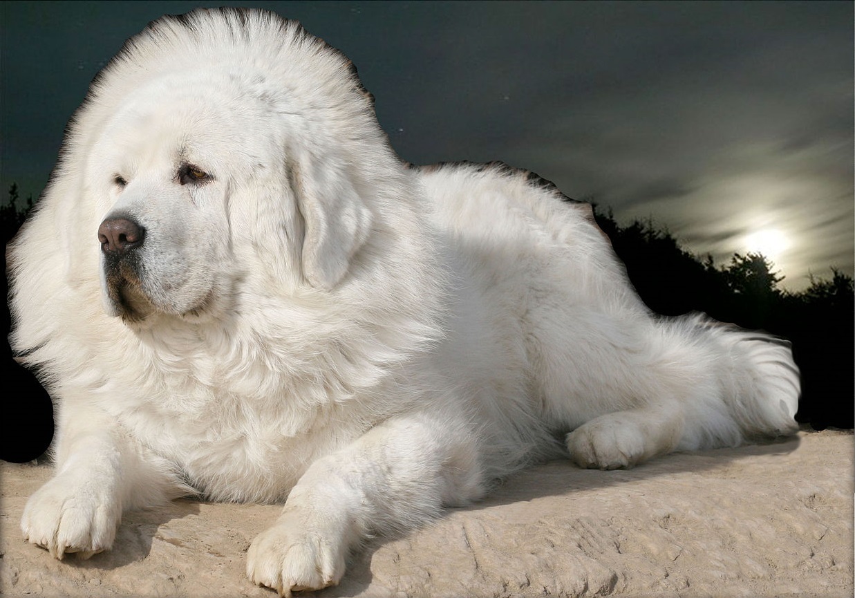 Warna putih Mastiff Tibet