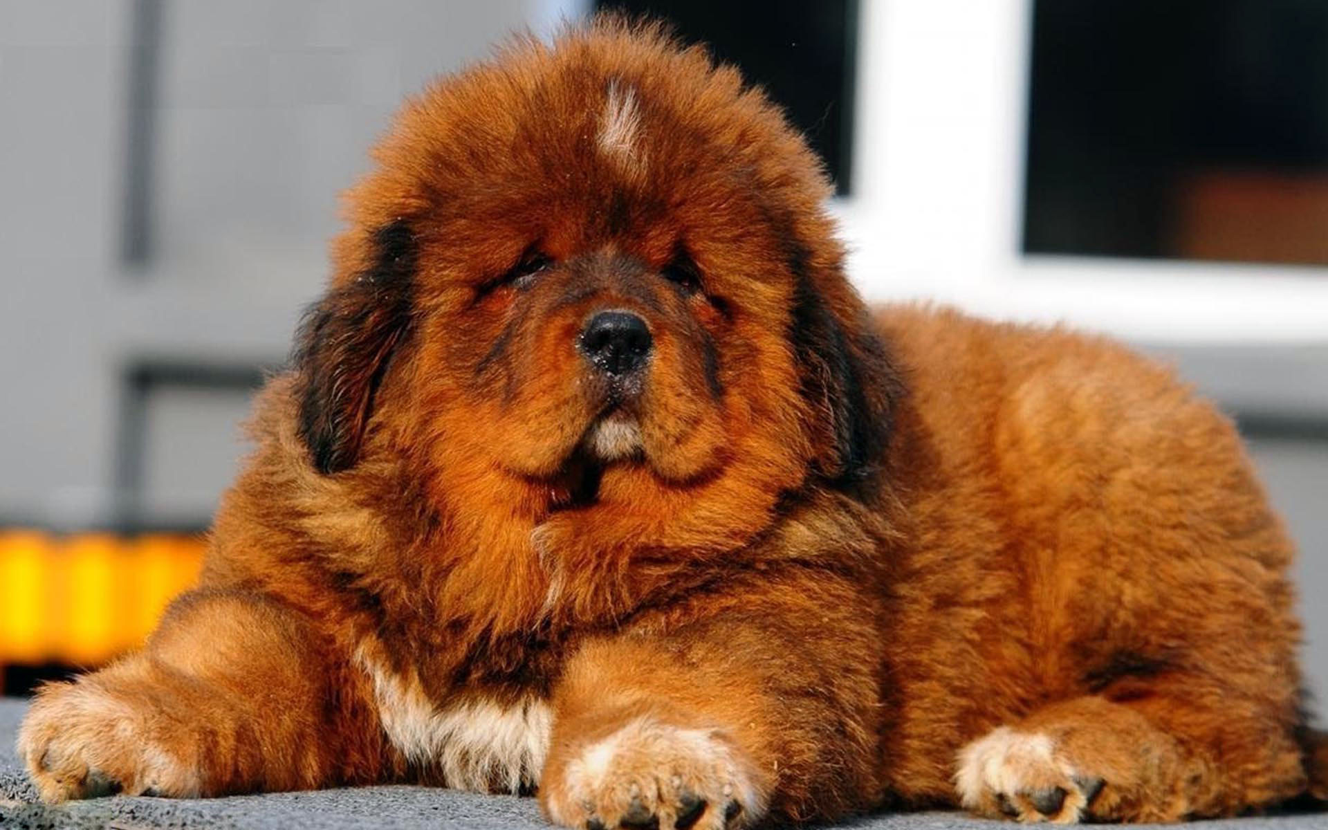 Cwnyn Mastiff Tibet