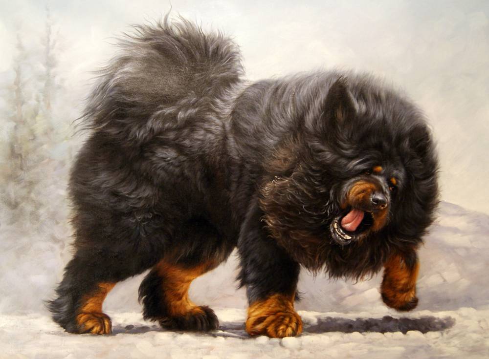 สุนัขพันธุ์ทิเบตทิเบต: การวาดภาพ