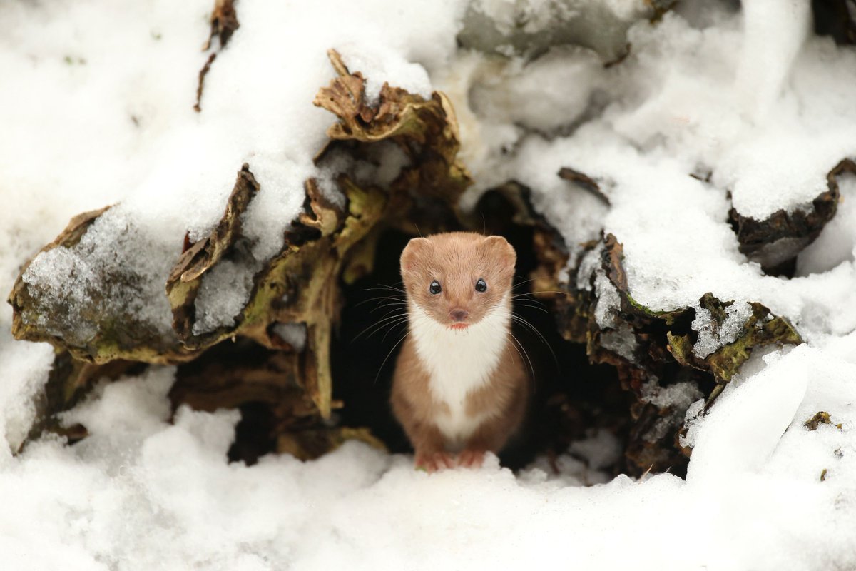 Ermine in Spring, North Yorkshire, England