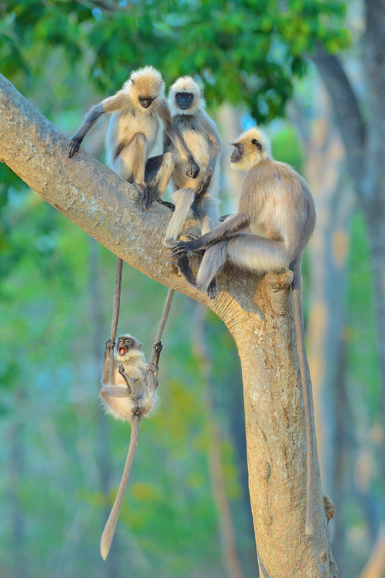 ສີຂີ້ເຖົ່າ langurs ເຮັດ swing ໃນຕົ້ນໄມ້, ຮູບ: Karnataka, ປະເທດອິນເດຍ