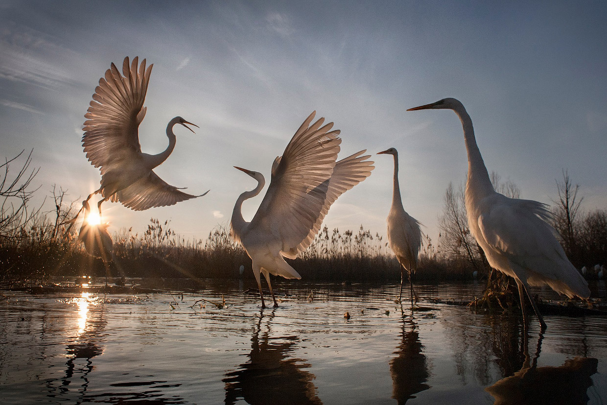 Mahusay egrets sa isang swamp sa Hungary. Larawan ng Zsolt Kudich