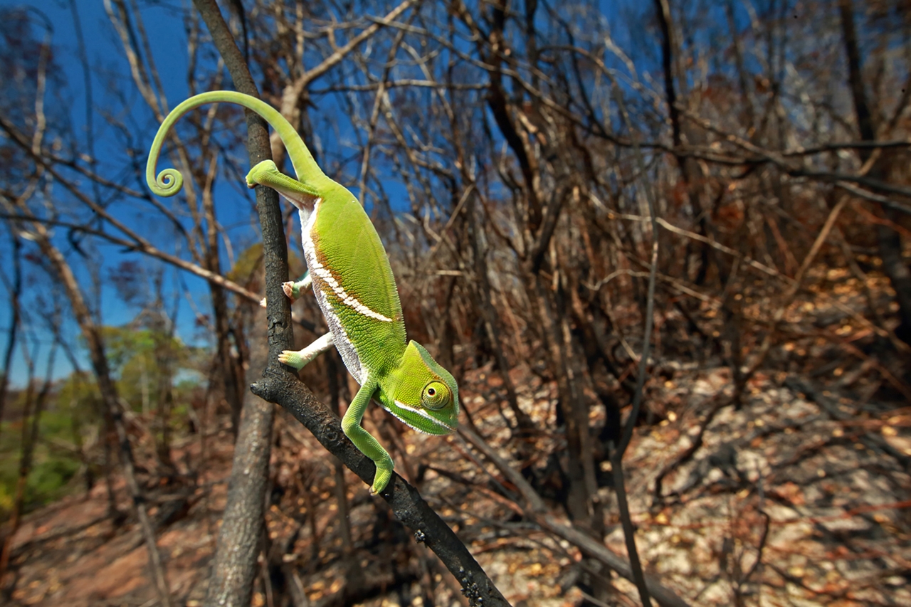 Chameleon stoupá po kmenech v nově spáleném lese