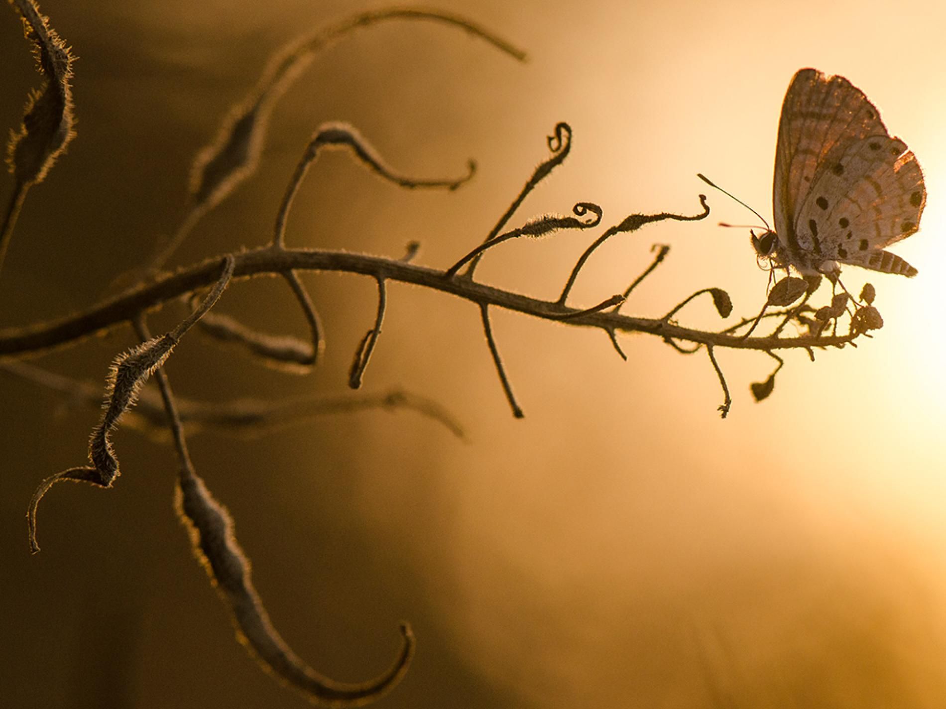 Schmetterling bei Sonnenuntergang Foto von Toni Guetta