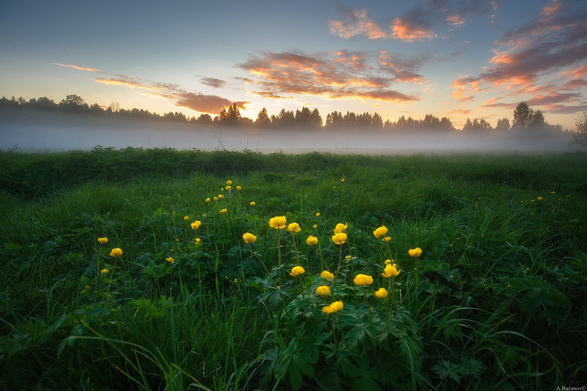 Flowers lights in the June fogs