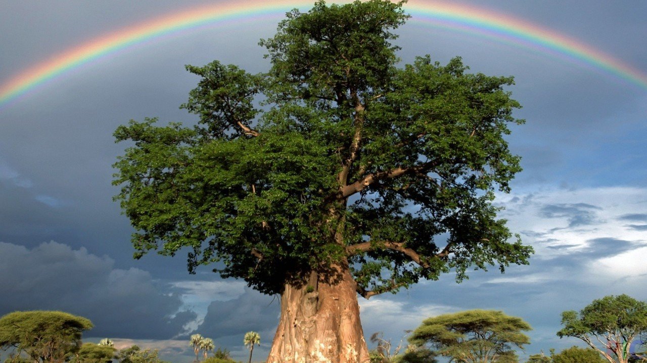 Rainbow over baobab