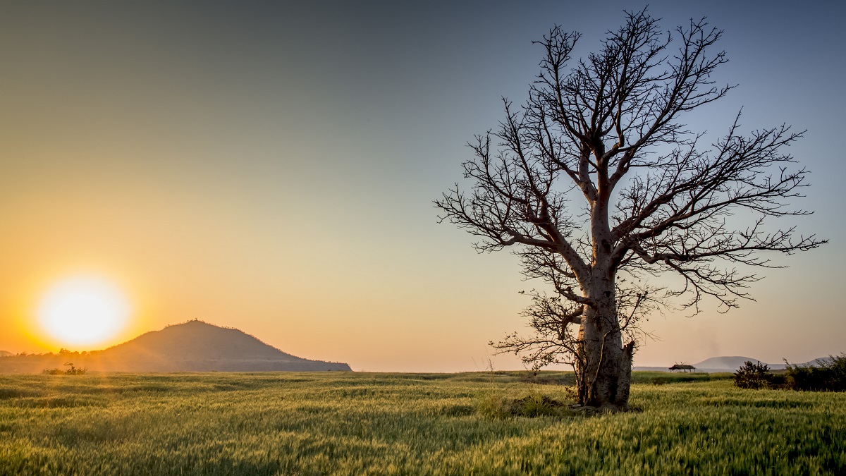 Dawn in the province, a tree in the field