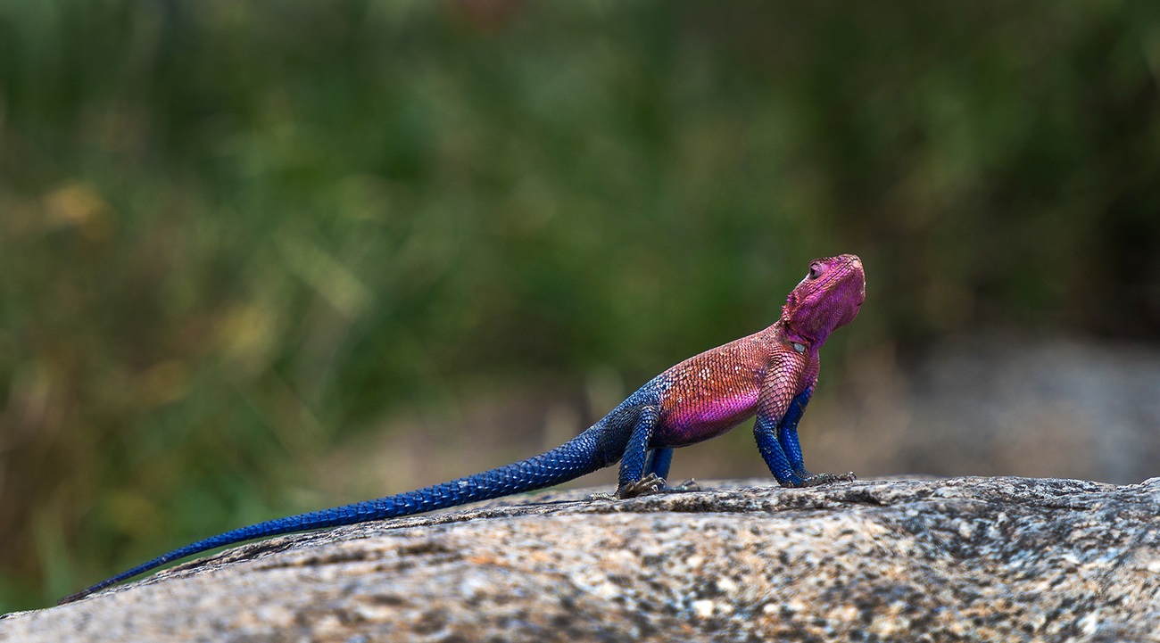 Lizard (yleinen agama) tervehtii turisteja Serengetin puiston sisäänkäynnillä