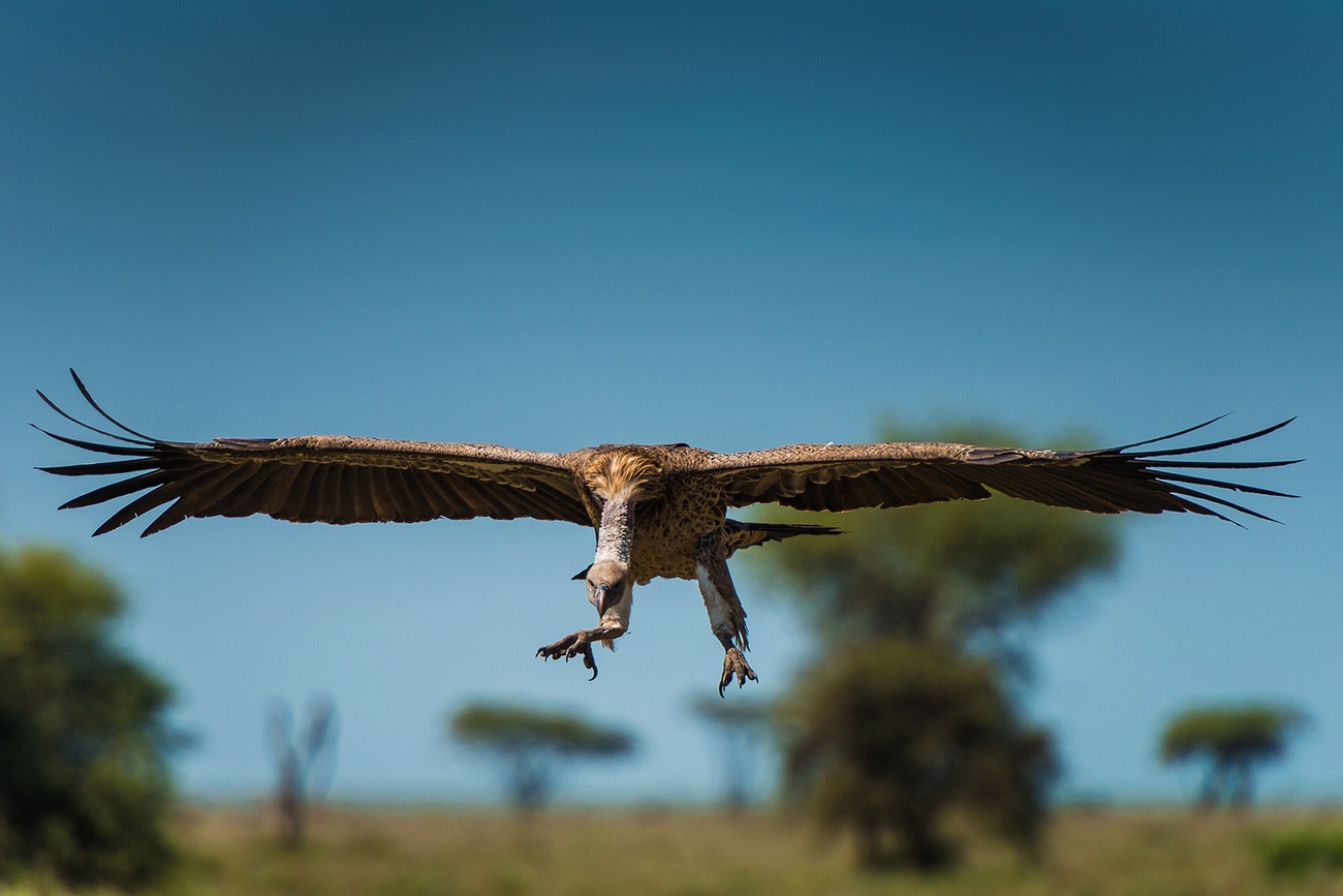 Vulture sa Serengeti Park, Tanzania