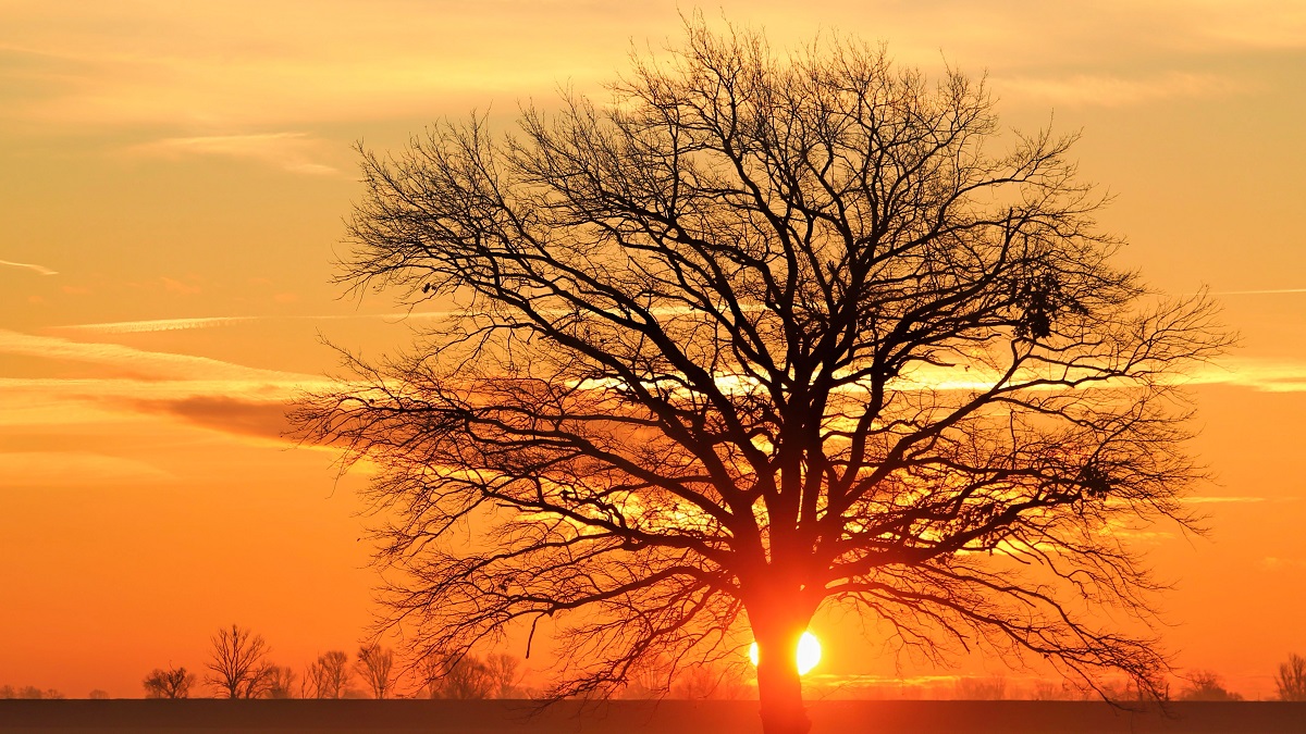 Нар жаргах үед модны зураг