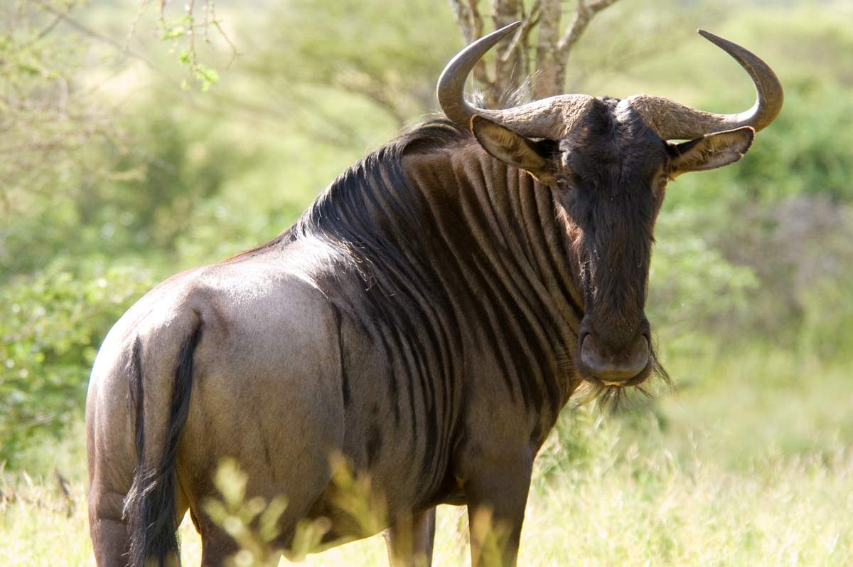 Wildebeest: มุมมองของ Wildebeest สีน้ำเงิน