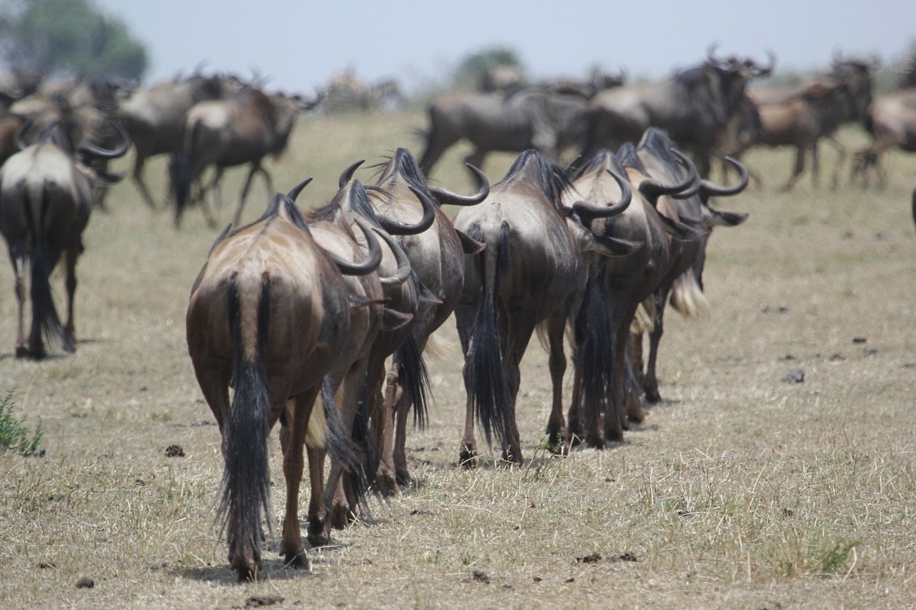 การโยกย้ายของ wildebeest ประเทศเคนย่า Masai Mara