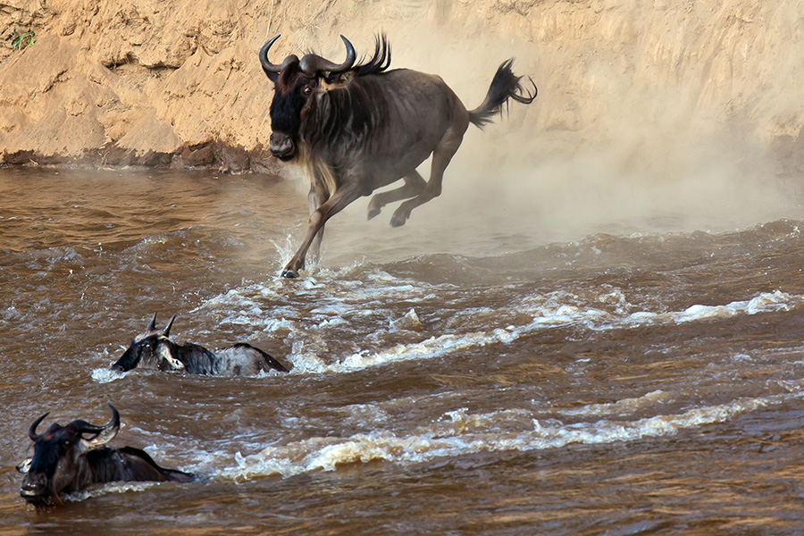 Η μετανάστευση Wildebeest
