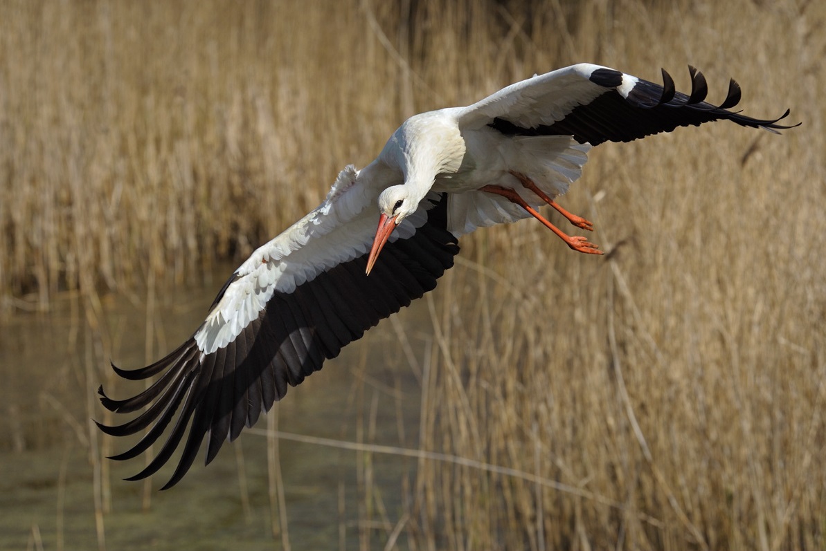 Stork në fluturim