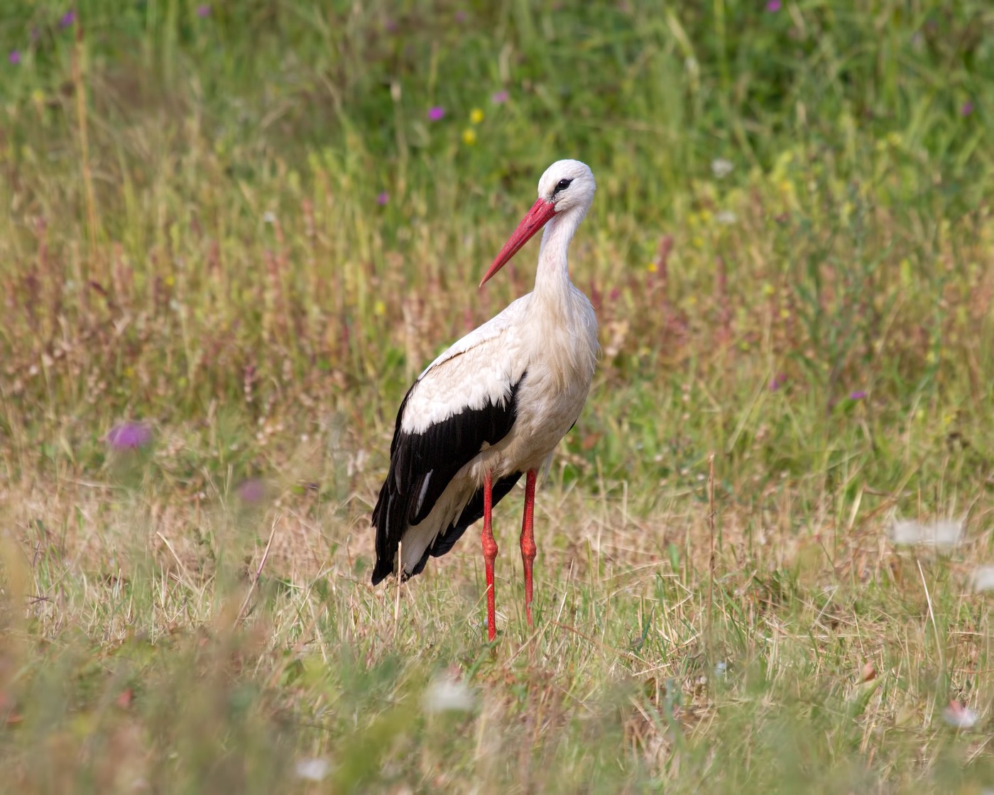 Stork in the field