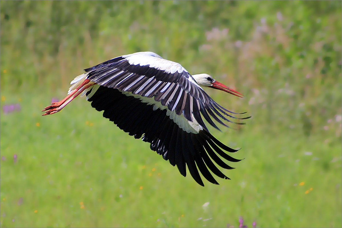 Stork on takeoff